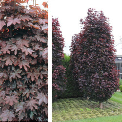 Klevas paprastasis (Acer platanoides)  'Crimson Sentry' koloniškas raudonlapis