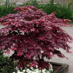 Klevas plaštakinis (Acer palmatum) "Atropurpureum" raudonlapis japoniško stiliaus sodui