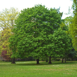 Klevas paprastasis (Acer platanoides) paprastas lietuviškas klevas