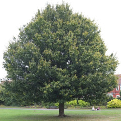 Klevas trakinis (acer campestre) miestų medis spalvotas rudenį