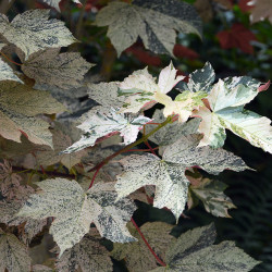 Klevas paprastasis (Acer pseudoplatanus) 'Esk Sunset' margalapis