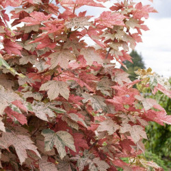 Klevas paprastasis (Acer pseudoplatanus) 'Esk Sunset' margalapis
