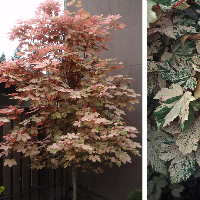 Klevas paprastasis (Acer pseudoplatanus) 'Esk Sunset' margalapis
