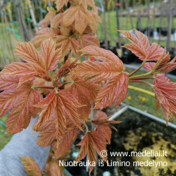 Klevas paprastasis (Acer pseudoplatanus) 'Esk Sunset' margalapis