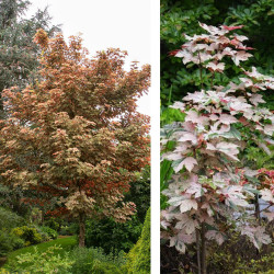 Klevas paprastasis (Acer pseudoplatanus) 'Esk Sunset' margalapis