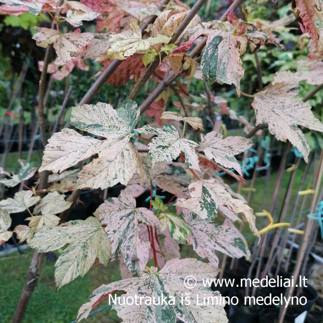 Klevas paprastasis (Acer pseudoplatanus) 'Esk Sunset' margalapis
