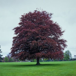 Bukas paprastasis (Fagus sylvatica) 'Atropunicea' raudonlapis didelis medis tinka karpomai gyvatvorei