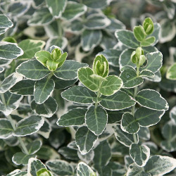 Ožekšnis Fortūno (Euonymus fortunei) 'Emerald Gaiety' šliaužiantis visžalis krūmas margais lapais