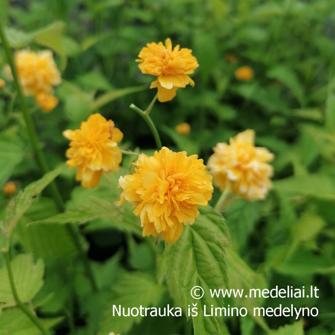 Kerija Japoninė (Kerria japonica) 'Pleniflora' pilnaviduriai geltoni žiedai