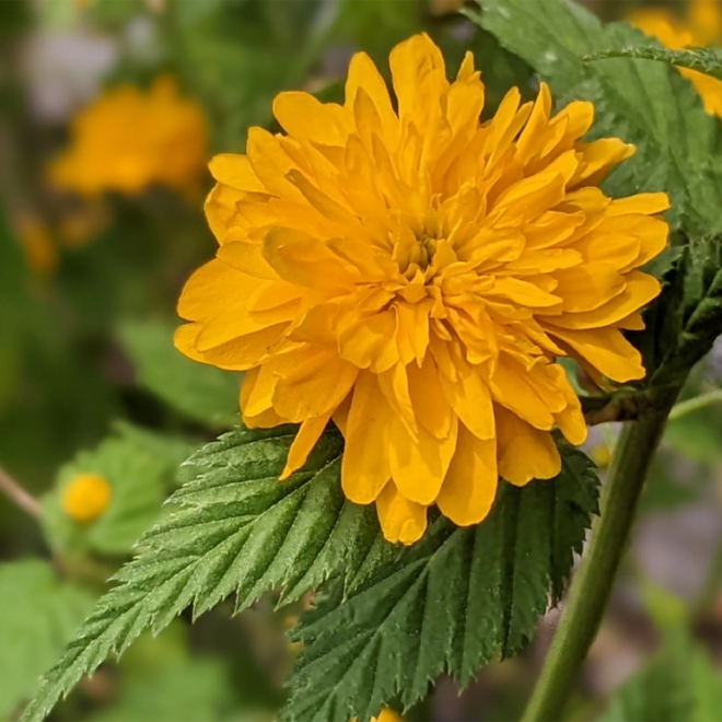 Kerija Japoninė (Kerria japonica) 'Pleniflora' pilnaviduriai geltoni žiedai