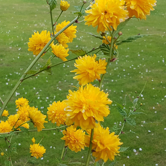 Kerija Japoninė (Kerria japonica) 'Pleniflora' pilnaviduriai geltoni žiedai