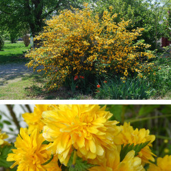 Kerija Japoninė (Kerria japonica) 'Pleniflora' pilnaviduriai geltoni žiedai