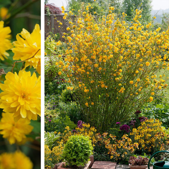 Kerija Japoninė (Kerria japonica) 'Pleniflora' pilnaviduriai geltoni žiedai