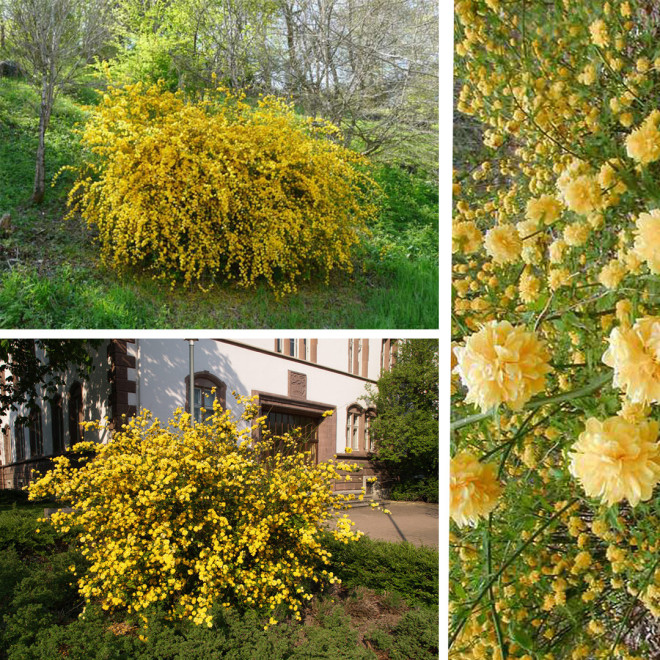 Kerija Japoninė (Kerria japonica) 'Pleniflora' pilnaviduriai geltoni žiedai