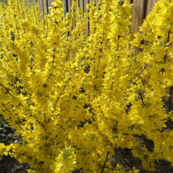 Forzicija tarpinė (Forsytia intermedia) 'Flojor' žydi gausiai geltonai anksti pavasarį