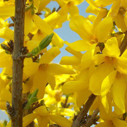 Forzicija tarpinė  (Forsythia intermedia) Week End krūmas žydi anksti pavasarį geltoni žiedai nereiklus augalas