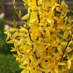 Forzicija tarpinė (Forsythia intermedija) geltonai žydinti krūmas