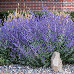 Melesas paprastasis (Perovskia atriplicifolia) 'Lacey Blue' mėlynai žydinti krūmas