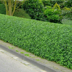 Ligustras paprastasis (Ligustrum vulgare) krūmas gyvatvorei