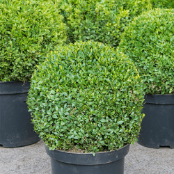 Buksmedis  paprastasis (Buxus sempervirens) lengvai formuojamas karpomas apvalus visžalis krūmas gyvatvore