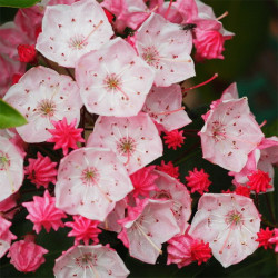 Grėsvis plačialapis (Kalmia latifolia) 'Olivia' visžalis krūmas baltais rausvais žiedais