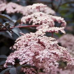 Šeivamedis juodauogis (Sambucus nigra) 'Black Beauty' raudonlapis rausvais žiedais krūmas