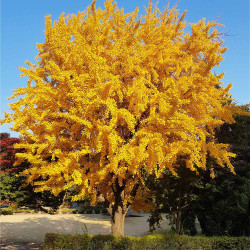 Ginkmedis (Ginkgo biloba) rudenį auksiniai lapai