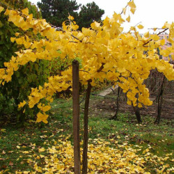 Ginkmedis (Ginkgo biloba) 'Pendula'