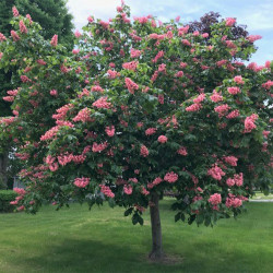 Kaštonas hibridinis (Aesculus x hybrida) rausvais žiedais