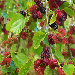 Šilkmedis baltasis (Morus alba) 'Pendula' syrančios šakos laja juodos raudonos uogos