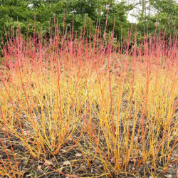 Sedula raudonoji  (Cornus saguinea) 'Winter Beauty' žiemą raudonos šakos