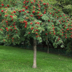 Šermukšnis paprastasis (Sorbus aucuparia) 'Pendula' svyranti laja šakos uogos oranžinės