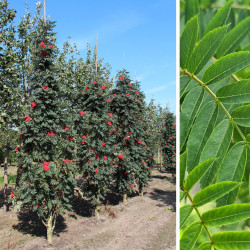 Šermukšnis paprastasis (Sorbus aucuparia) 'Fastigiata' koloniškas medis oranžinės uogos