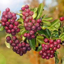 Šermukšnis (Sorbus aucuparia) ' Likiornaja'bordiniai vaisiai.