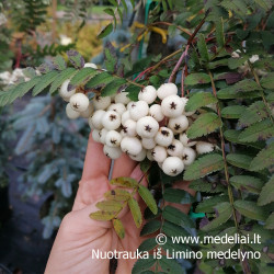 Šermukšnis baltavaisis (Sorbus koehneana) baltos uogos dekoratyvus lapai