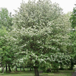 Šermukšnis švedinis (Sorbus intermedia) dekoratyvus lapai oranžiniai vaisiai