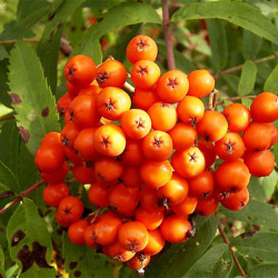 Šermukšnis (Sorbus aucuparia) 'Sacharnaja' oranžinės didelės uogos