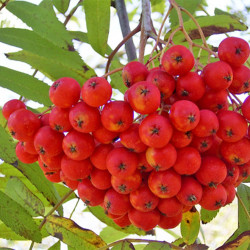 Šermukšnis (Sorbus aucuparia) 'Moravica' medis raudonos uogos.