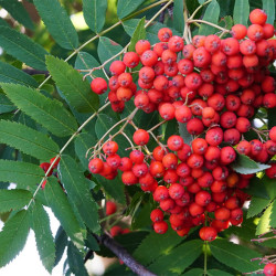 Šermukšnis paprastasis (Sorbus aucuparia) Žiedai balti vaistingas