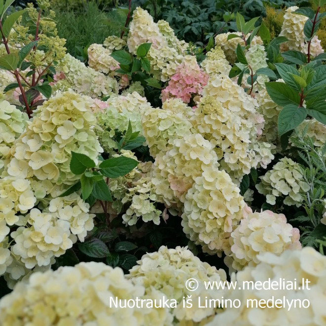 Hortenzija šluotelinė (Hydrangea paniculata) 'Sundae Fraise' RAUSVĖJANTYS ŽIEDAI