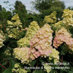 Hortenzija šluotelinė (Hydrangea paniculata) 'Sundae Fraise' RAUSVĖJANTYS ŽIEDAI