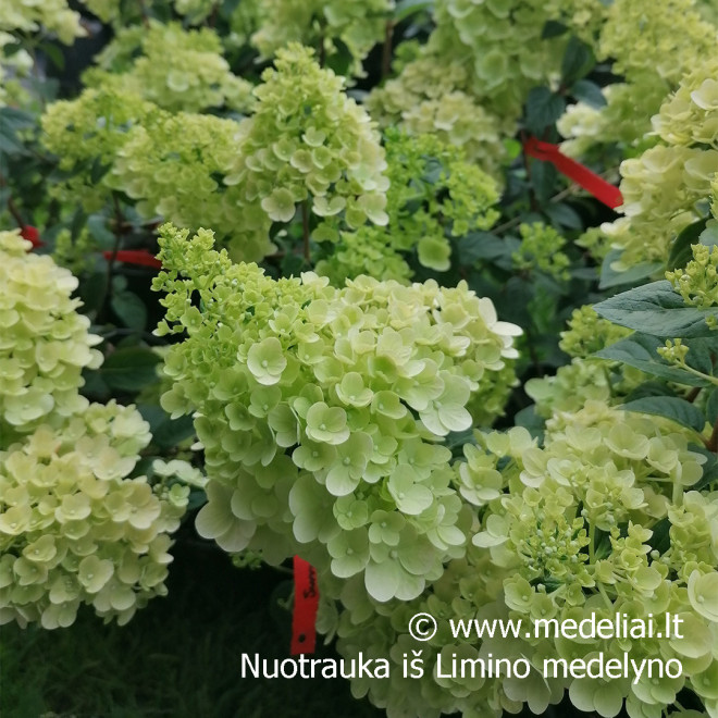 Hortenzija šluotelinė (Hydrangea paniculata) 'Sundae Fraise' RAUSVĖJANTYS ŽIEDAI