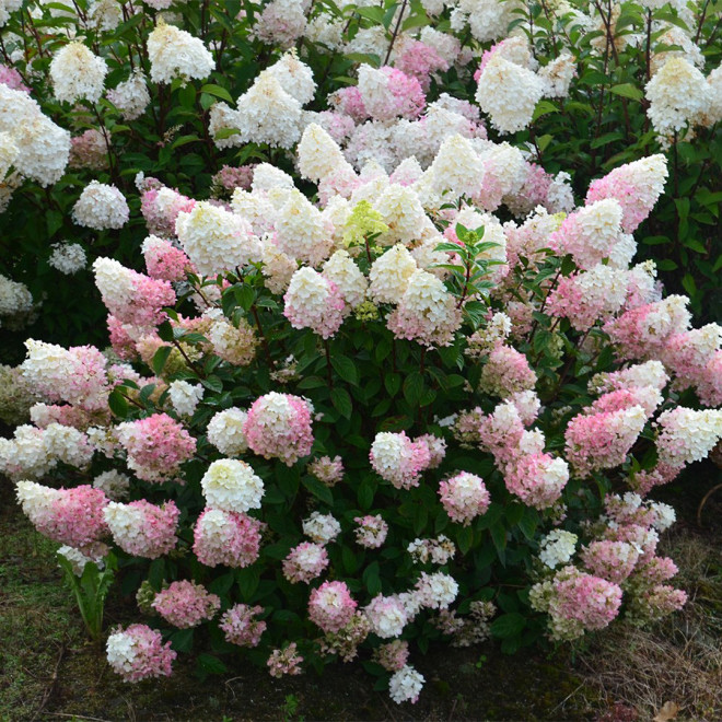 Hortenzija šluotelinė (Hydrangea paniculata) 'Sundae Fraise' RAUSVĖJANTYS ŽIEDAI