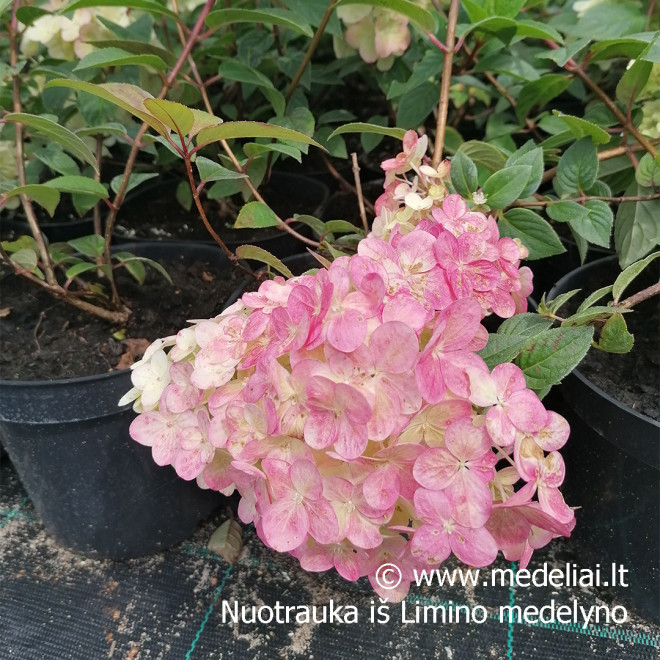 Hortenzija šluotelinė (Hydrangea paniculata) 'Sundae Fraise' RAUSVĖJANTYS ŽIEDAI