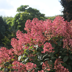 Hortenzija šluotelinė (Hydrangea paniculata) 'Wim's Red' retas rausvėjantis žiedas