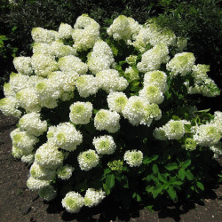 Hortenzija šluotelinė (Hydrangea paniculata) 'Silver Dolar' baltas pilnas didelis židas Silver Dollar