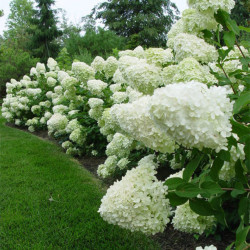 Hortenzija šluotelinė (Hydrangea paniculata) 'Limelight' dideli balti žiedai tvirtos šakos hortenziju gyvatvore