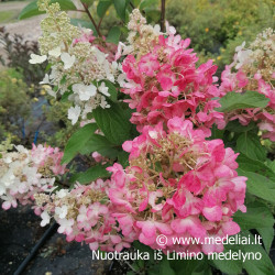 Hortenzija šluotelinė (Hydrangea paniculata) 'Candlelight' rausvėjantys žiedai tvirtos šakos