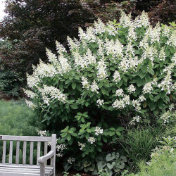 Hortenzija šluotelinė (Hydrangea paniculata) 'Tardiva' didelis krūmas vertikalūs žiedynai