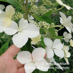 Hortenzija šluotelinė (Hydrangea paniculata) 'Levana' baltas labai ilgas žiedas